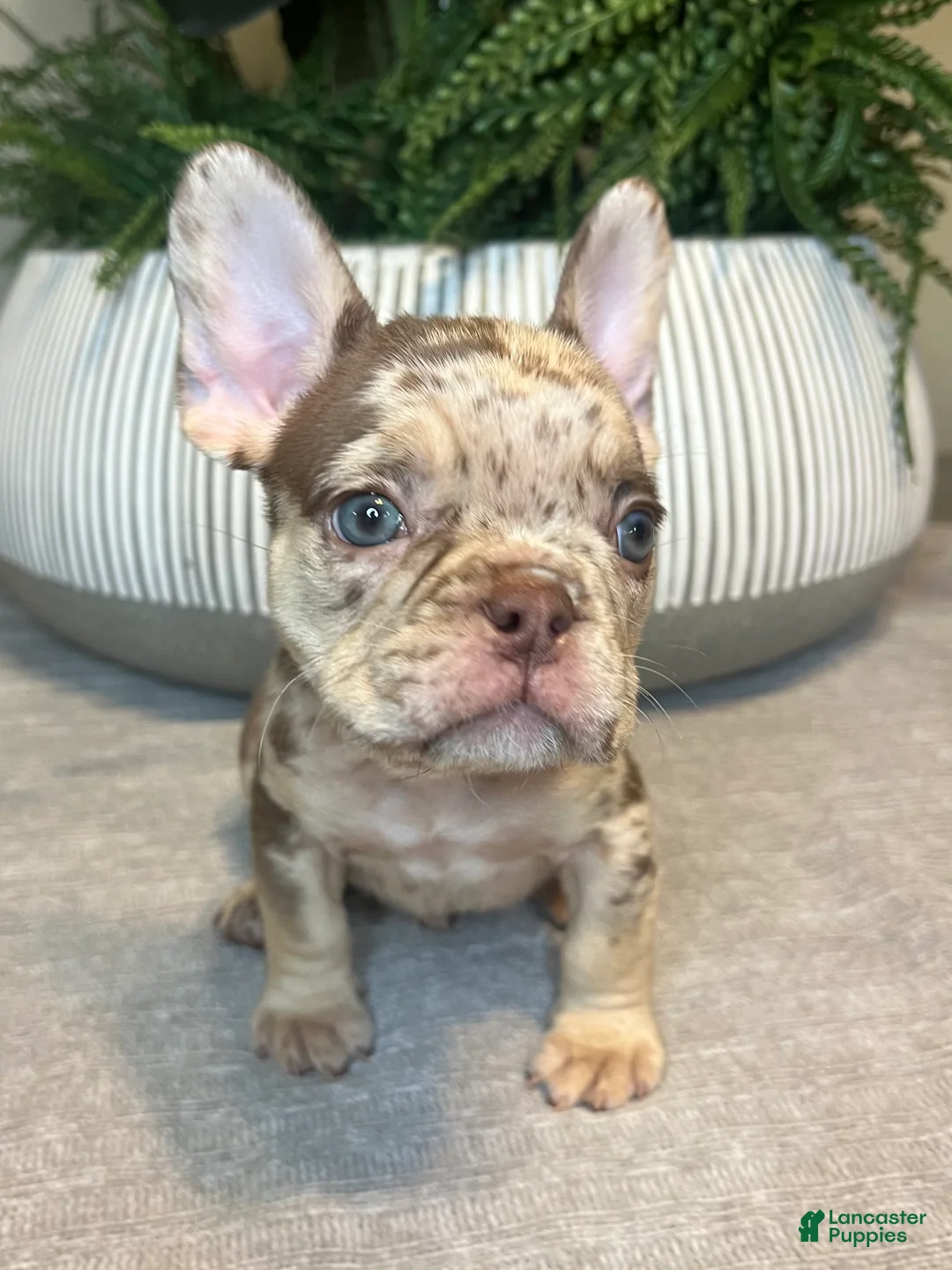 French Bulldog dogs for sale: Buddy - Ad 7