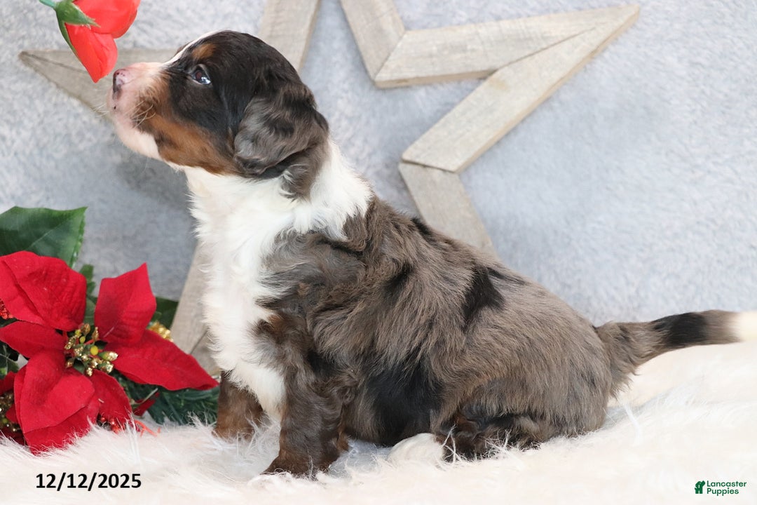 Mini Bernedoodle dogs for sale: Brady - Ad 3