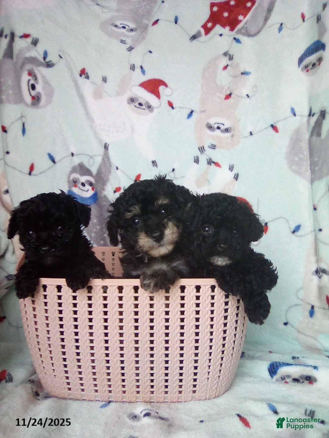 Toy Poodle dogs for sale: Rosetta - Ad 7