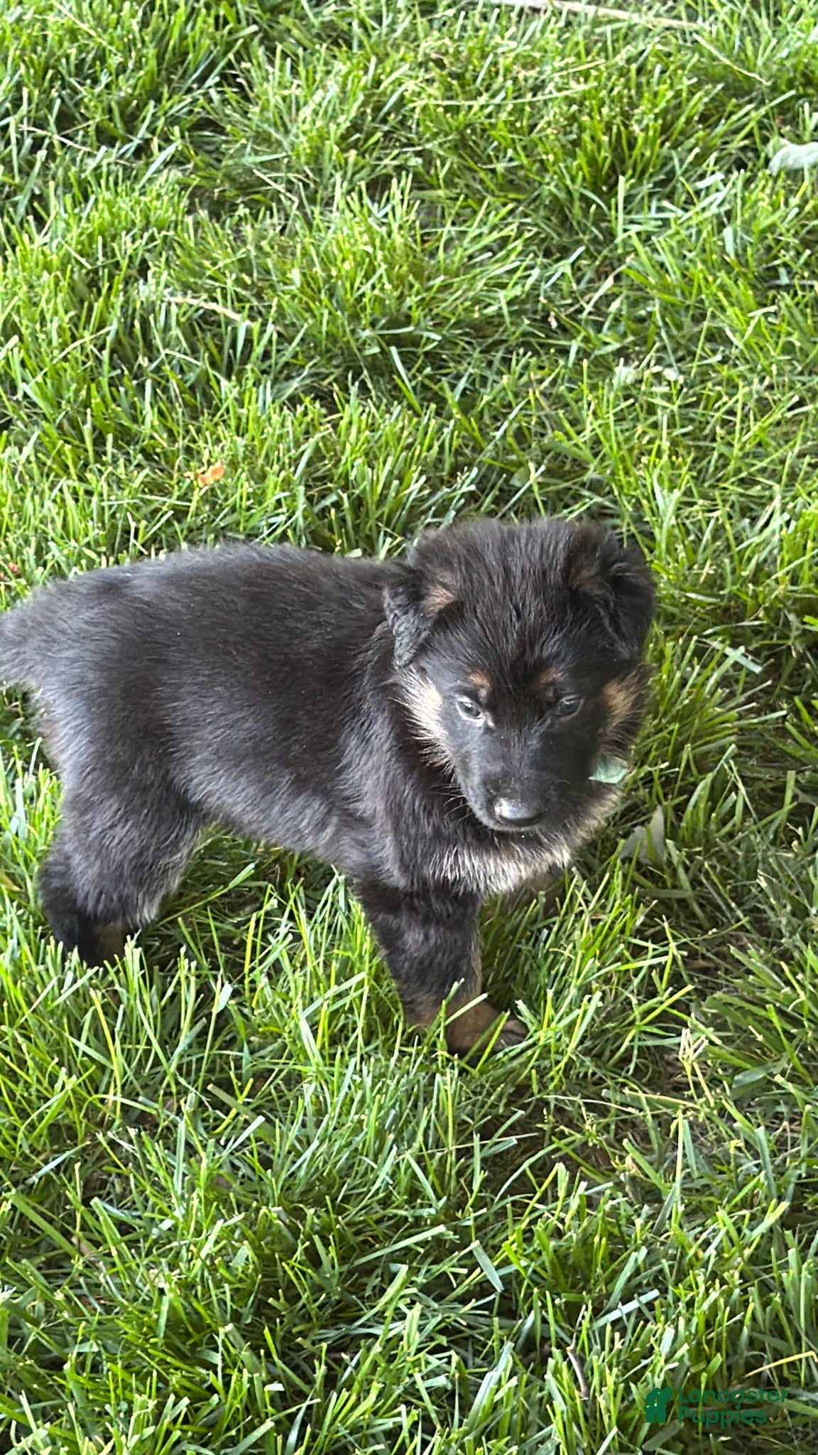 German Shepherd dogs German Shepherd Puppy 1 - Ad 25