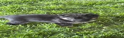 German Shepherd dogs for sale: German Shepherd Puppy 1 - Ad 1