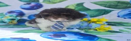 Havapoo dogs for sale: Keebler - Ad 4