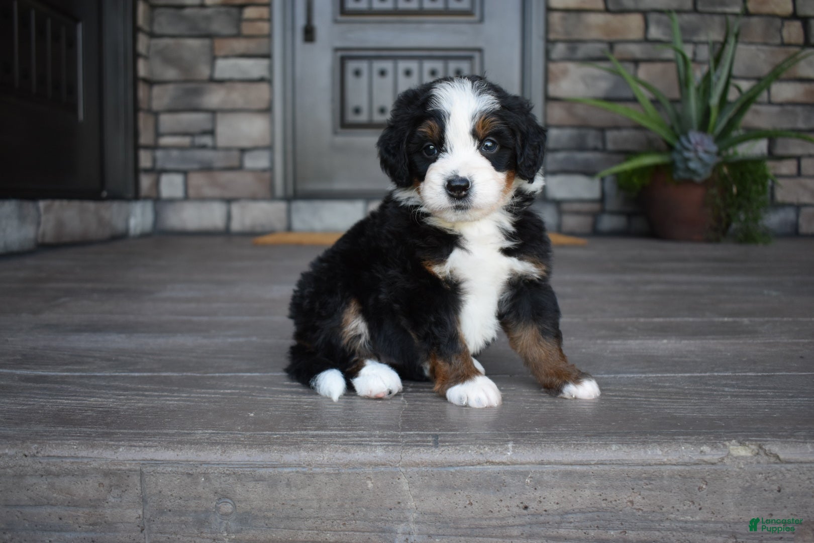 Mini Bernedoodle dogs Cruz - Ad 2