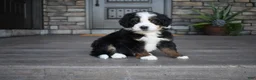 Mini Bernedoodle dogs for sale: Cruz - Ad 2
