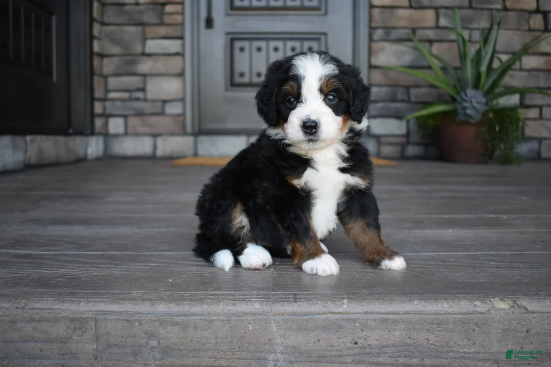 Mini Bernedoodle dogs for sale: Cruz - Ad 2