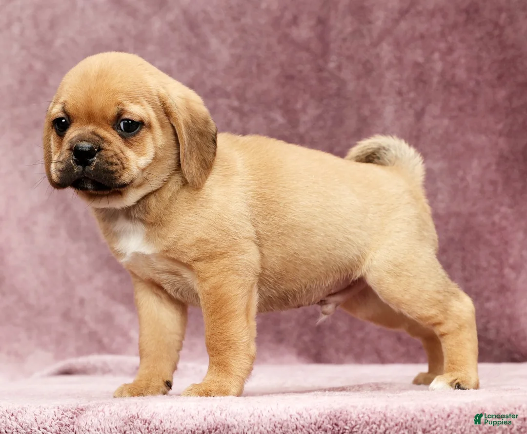 Puggle dogs for sale: Max - Ad 5