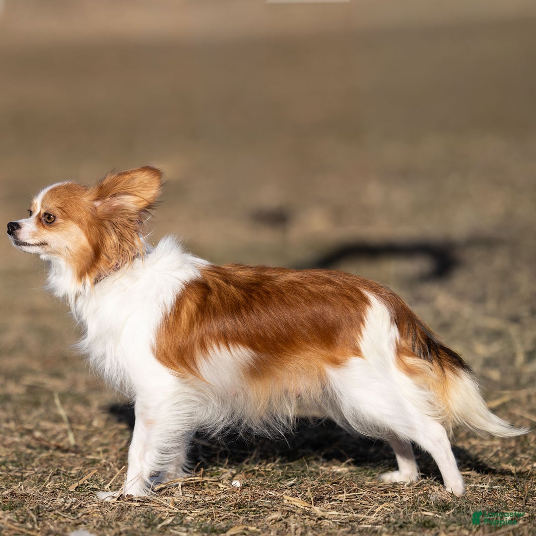Papillon dogs for sale: Donte - Ad 6
