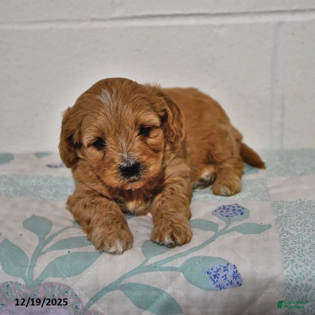 Cavapoo dogs for sale: Cooper - Ad 9