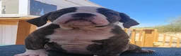 Olde English Bulldogge dogs for sale: Chester  - Ad 3