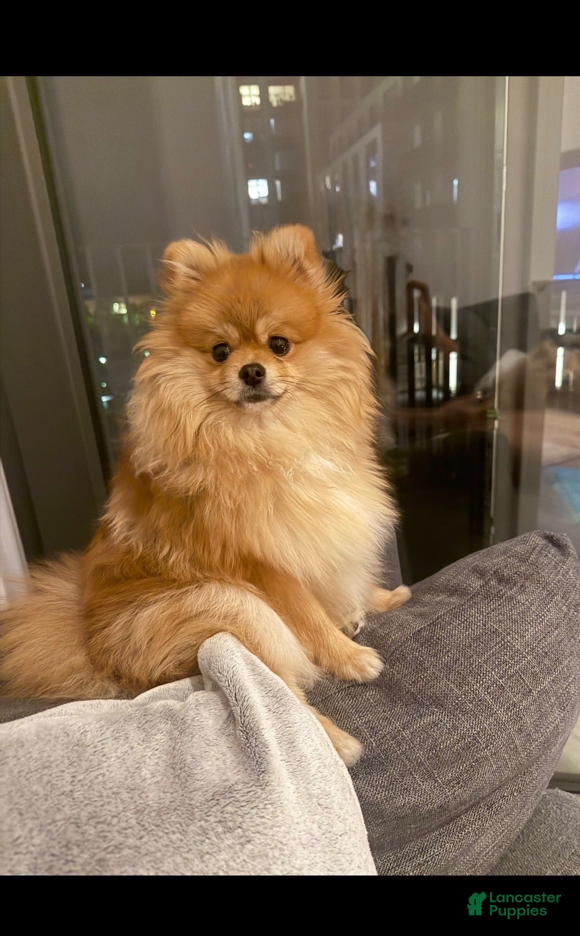 Pomeranian dogs Rolo - Ad 2