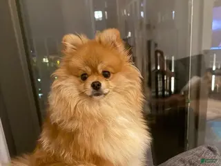 Pomeranian dogs Rolo - Ad 2