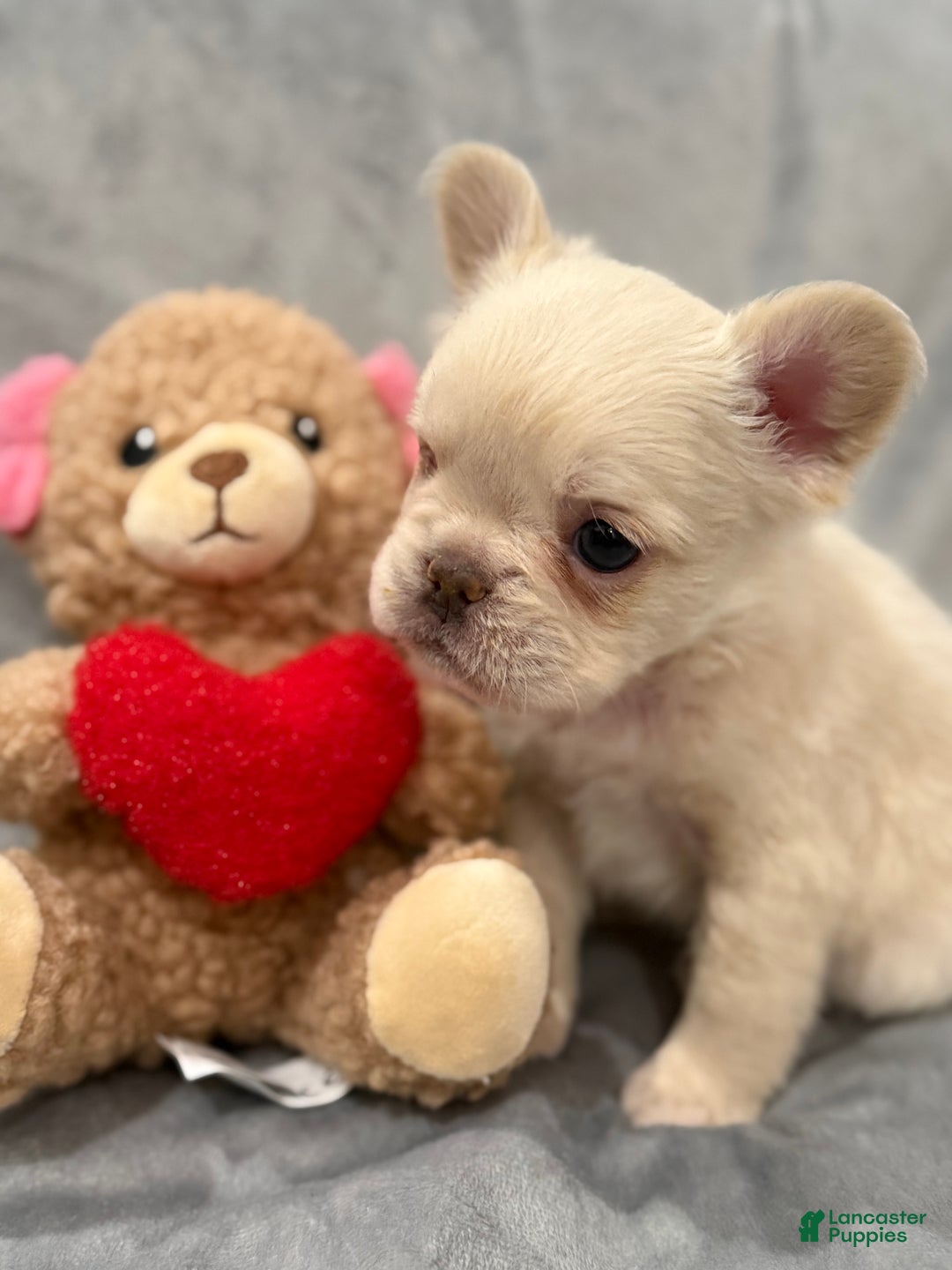 French Bulldog dogs for sale: Winter - Ad 3