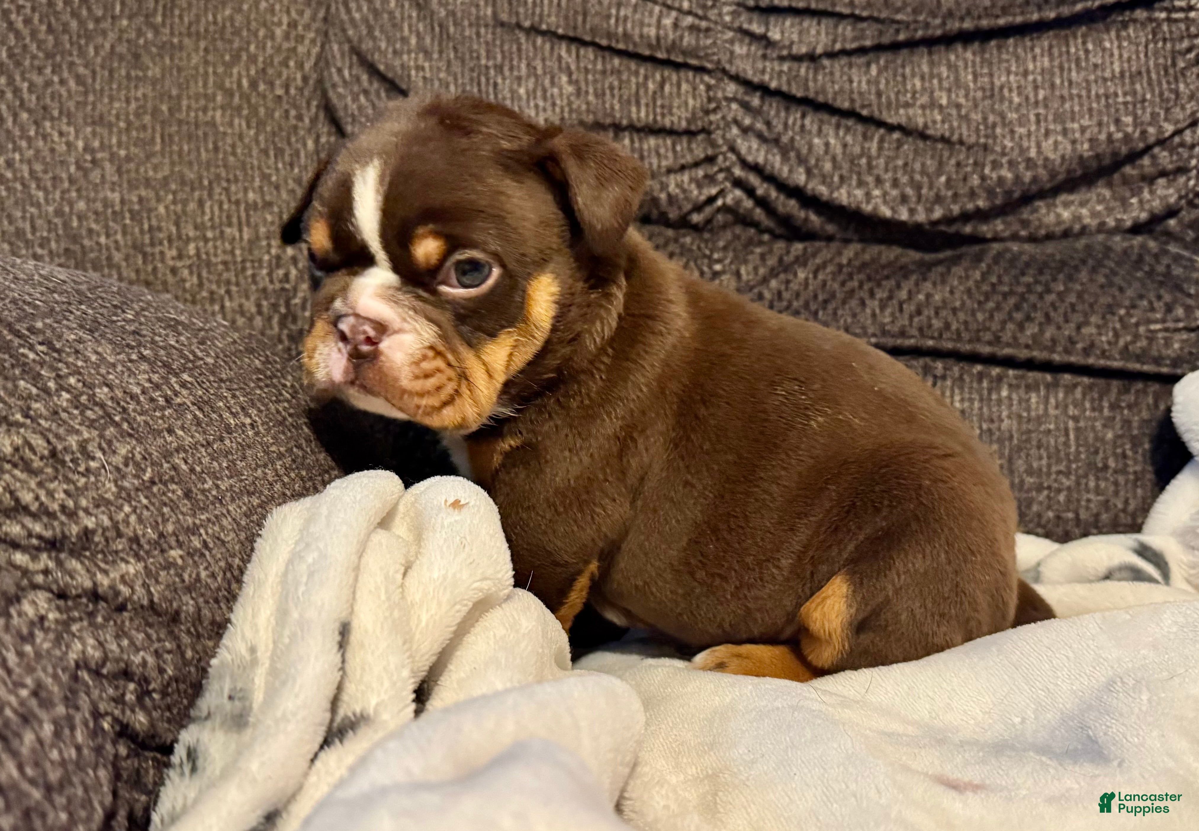 English Bulldog dogs Rolo - Ad 13
