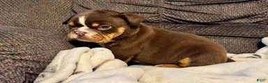Rolo