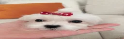 Maltese dogs for sale: Molly - Ad 7