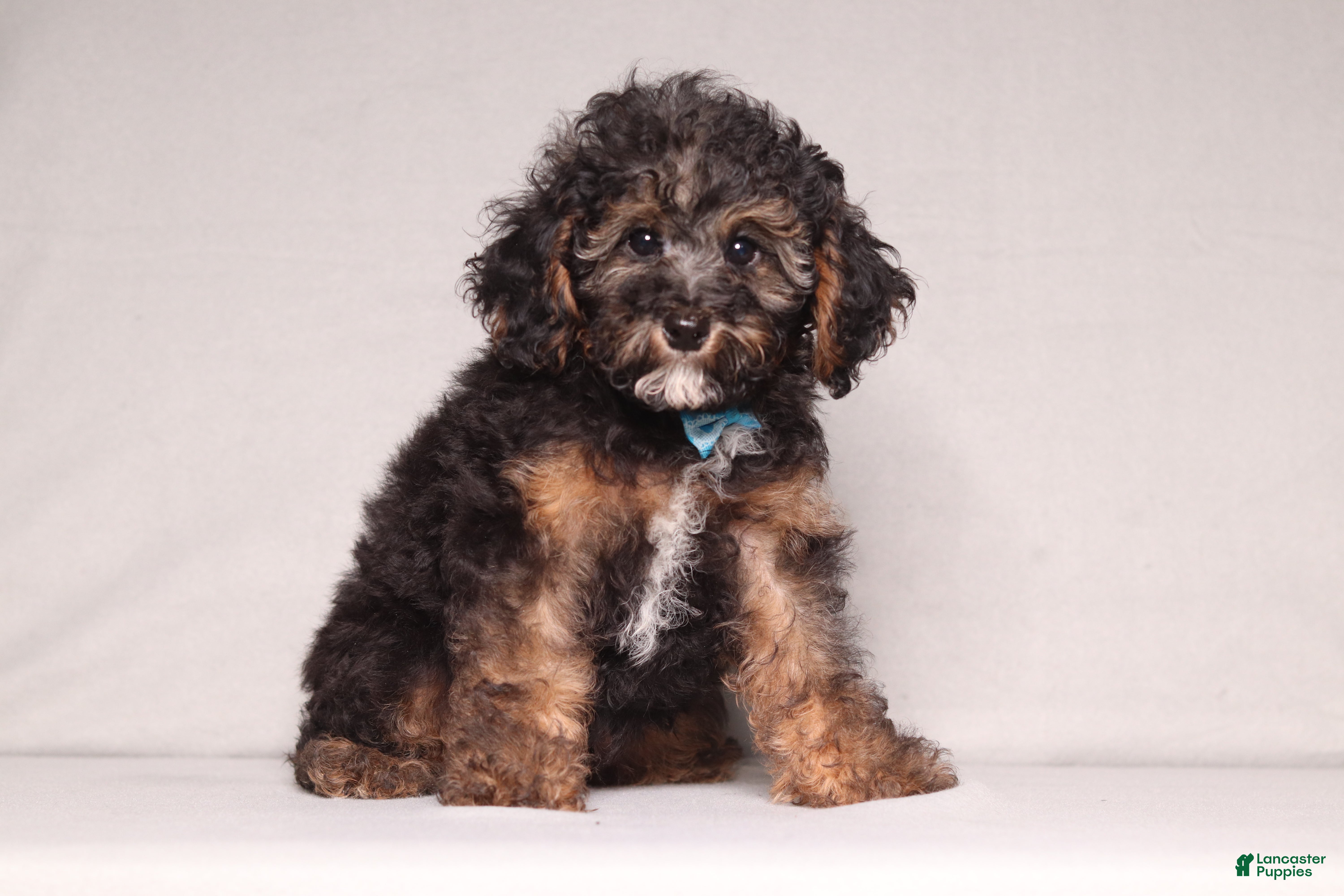 Mixed Breed dogs for sale: Ranger - Ad 3