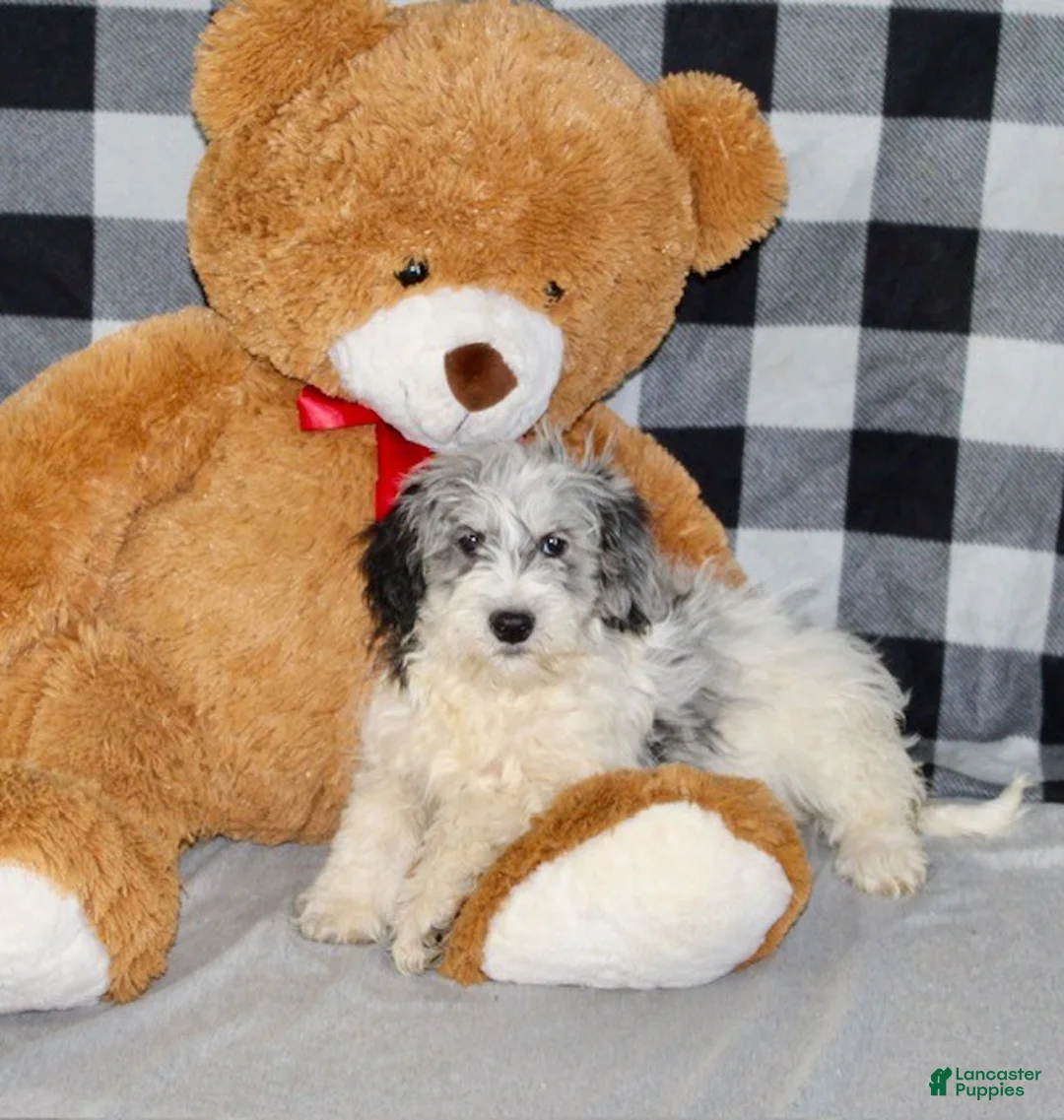 Mixed Breed dogs for sale: Rosie - Ad 6