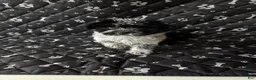 Mixed Breed dogs for sale: Mixed Breed Puppy 5 - Ad 2