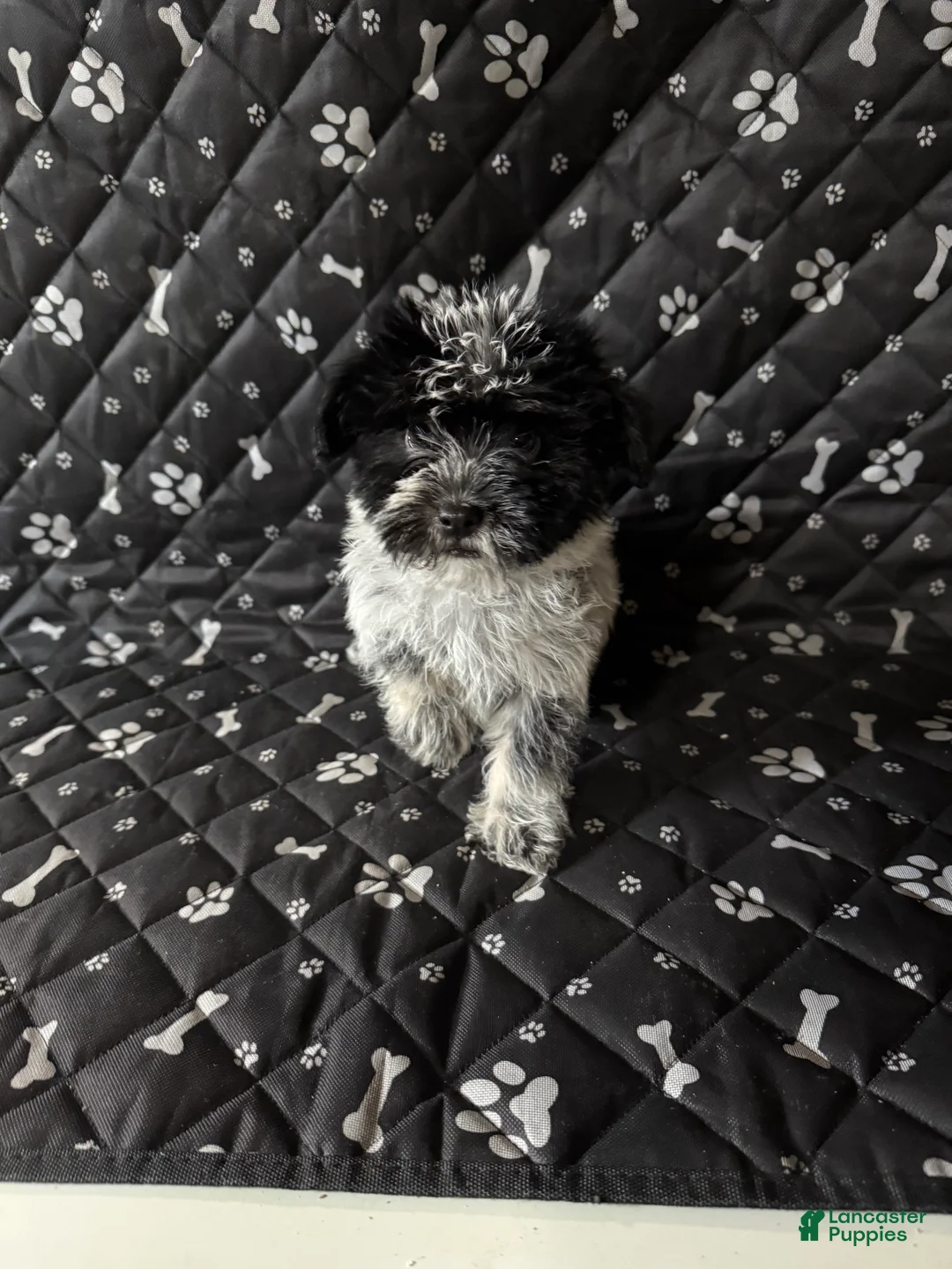 Mixed Breed dogs for sale: Mixed Breed Puppy 5 - Ad 2