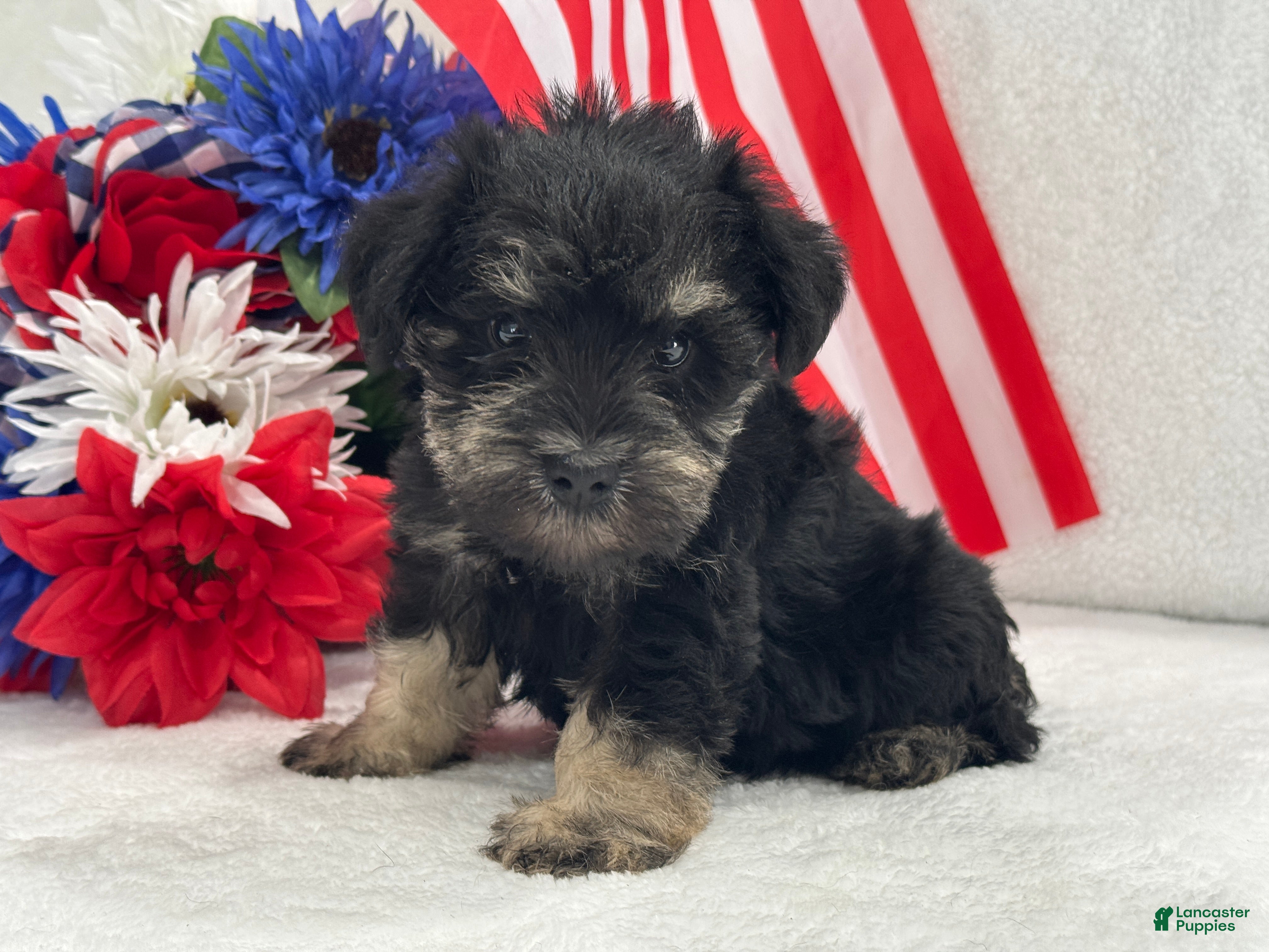Miniature Schnauzer dogs Mae Male 3 Black & Silver AKC - Ad 21