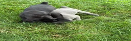 Cane Corso dogs for sale: Darcy - Ad 22