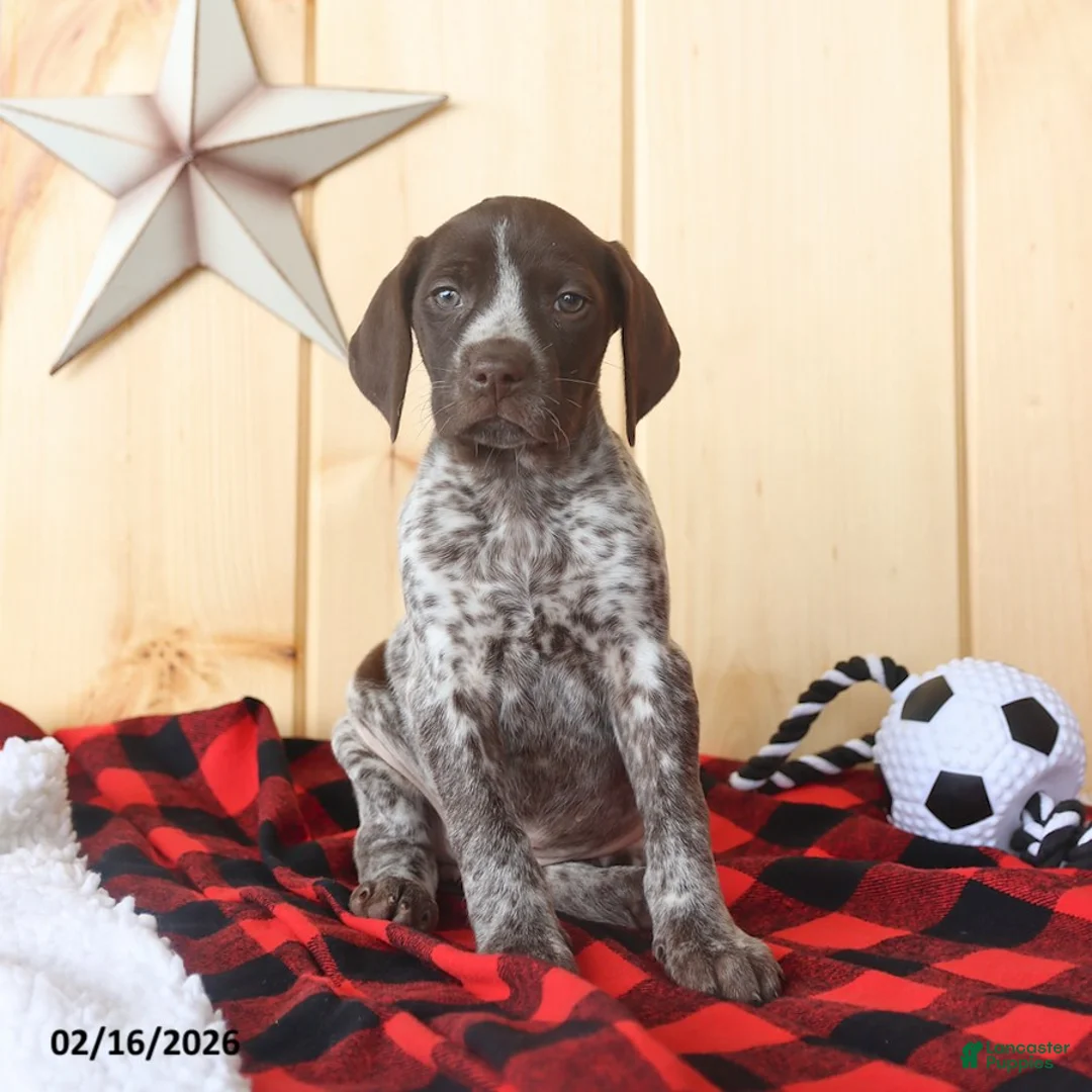 German Shorthaired Pointer dogs for sale: Bonnie - Ad 1