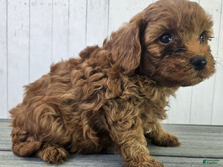 Cavapoo dogs - Ad 21