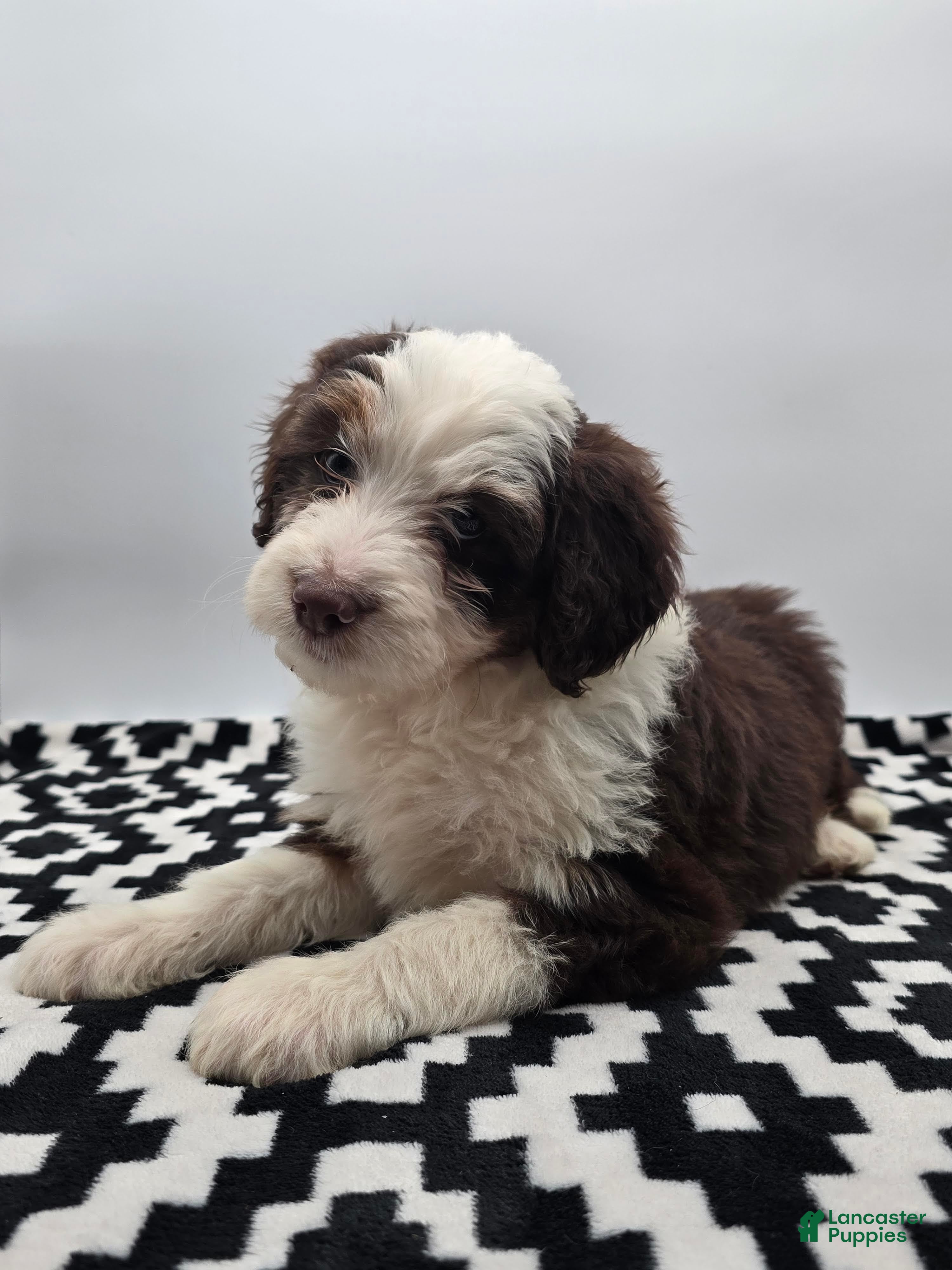 Aussiedoodle dogs Macey - Ad 1