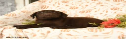 Labrador Retriever dogs for sale: Marvin - Ad 3