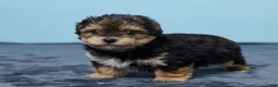Yochon dogs for sale: Lance - Ad 5