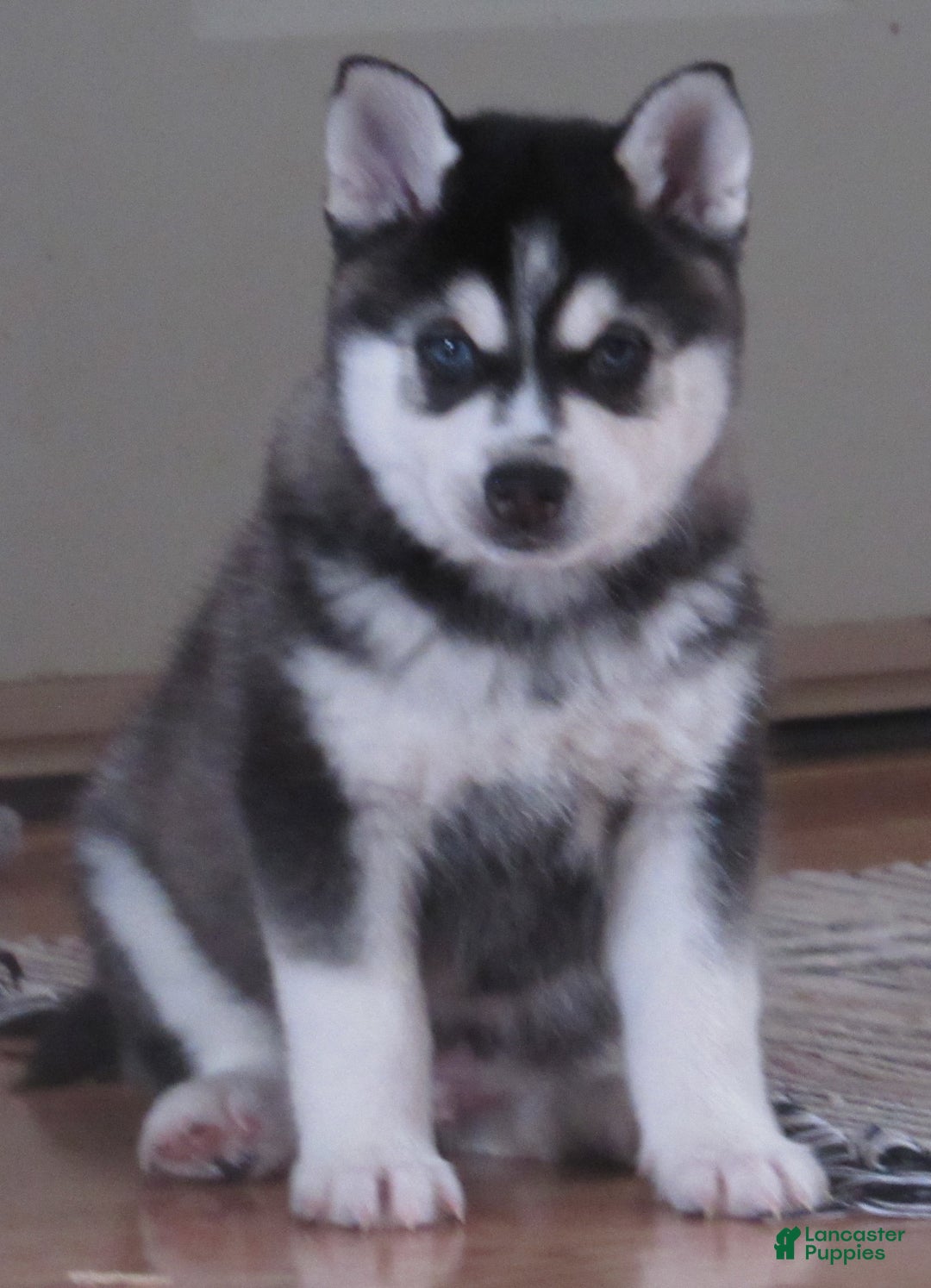 Alaskan Klee Kai dogs for sale: Victor - Ad 1