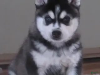 Alaskan Klee Kai dogs Victor - Ad 13