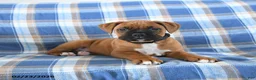 Boxer dogs for sale: Chester - Ad 3