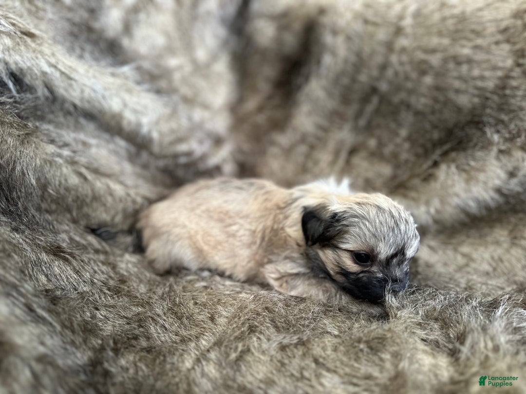 Mixed Breed dogs for sale: Theo - Ad 11