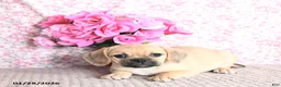 Puggle dogs for sale: Karina - Ad 5