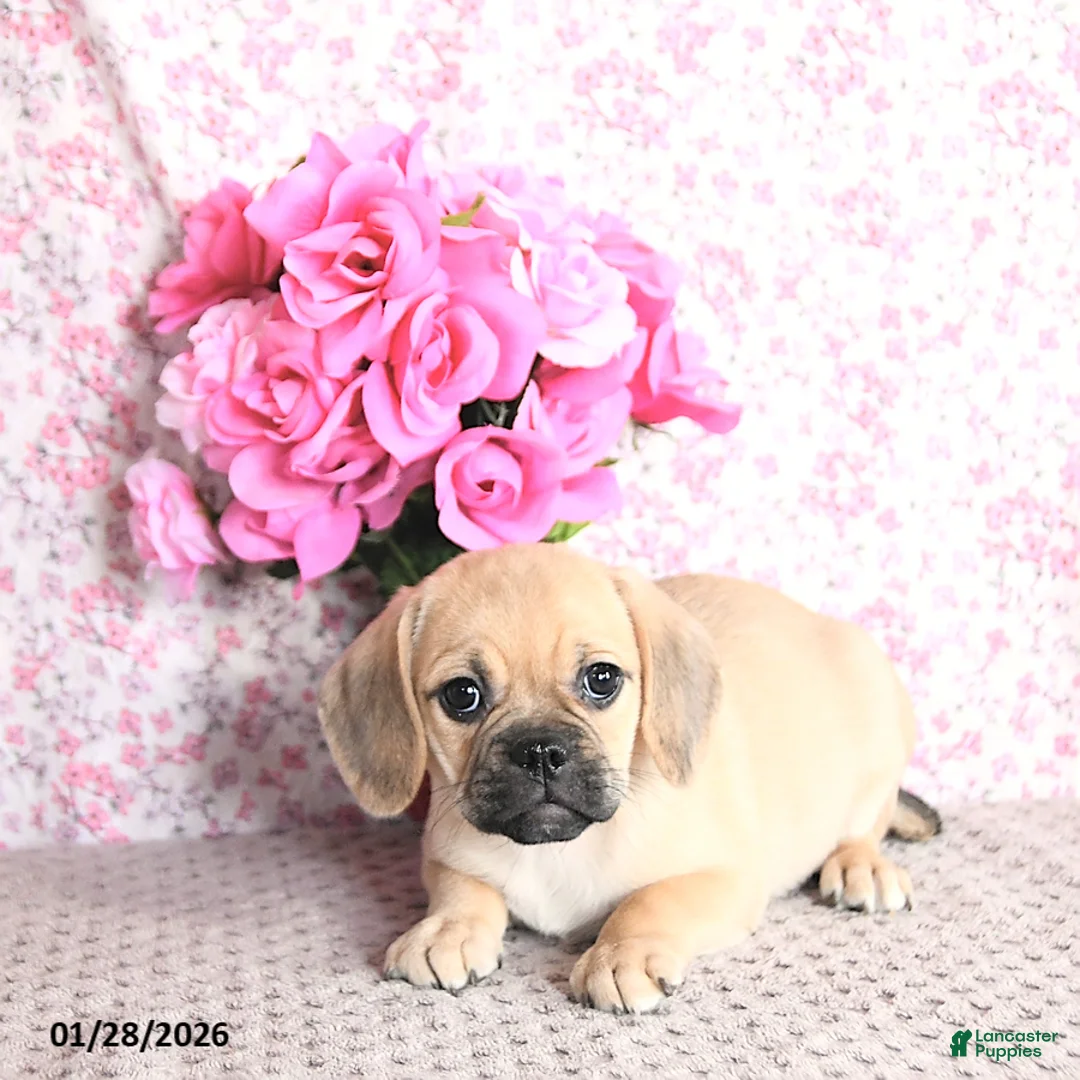 Puggle dogs for sale: Karina - Ad 5