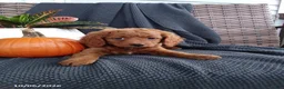 Mixed Breed dogs for sale: Esther - Ad 2