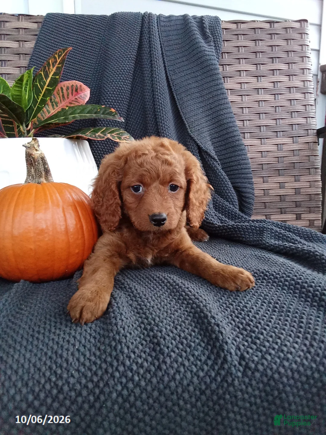 Mixed Breed dogs for sale: Esther - Ad 2