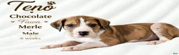 Great Dane dogs for sale: Makani - Ad 7