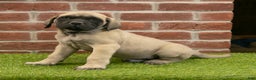 English Mastiff dogs for sale: Parker - Ad 6