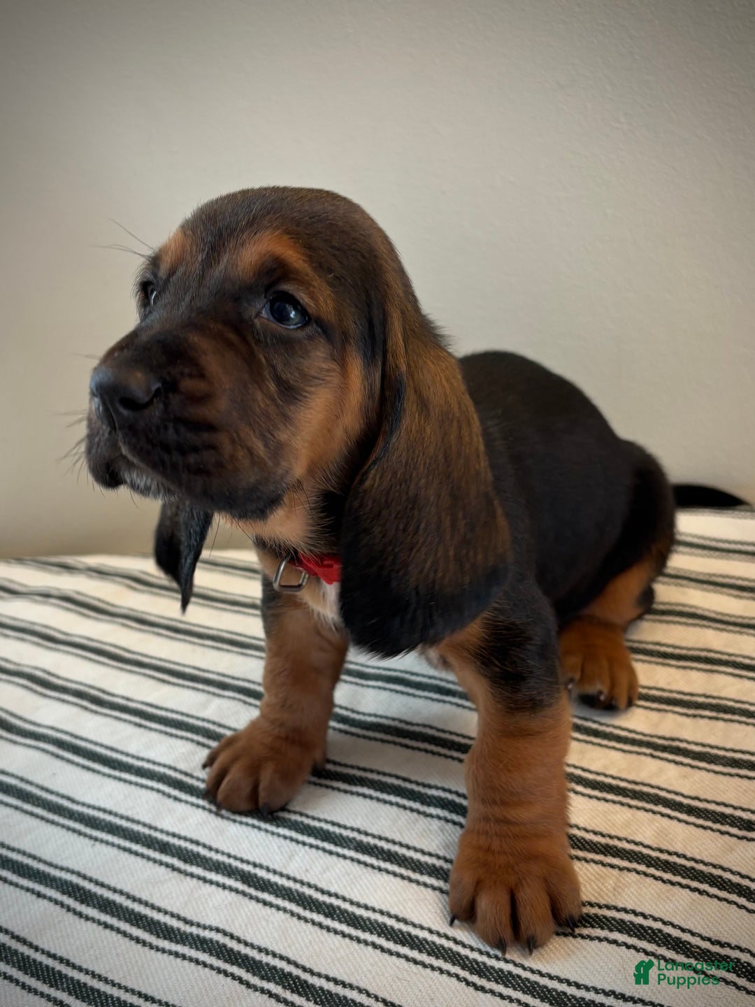 Basset Hound dogs for sale: Noelle - Ad 4