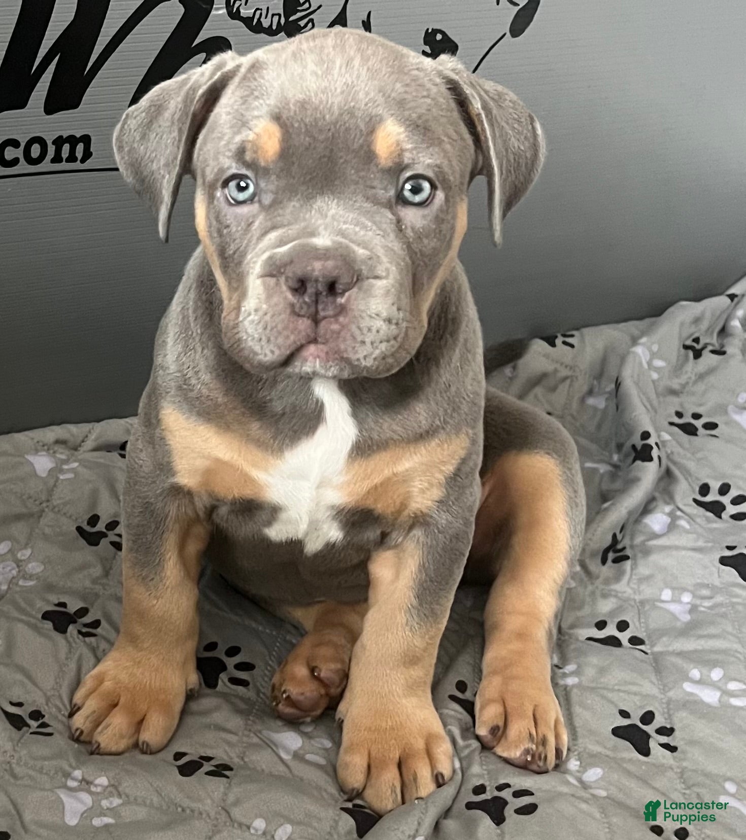 American Bully dogs Marley  - Ad 19