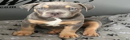 American Bully dogs for sale: Marley  - Ad 1