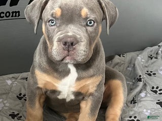 American Bully dogs Marley - Ad 22