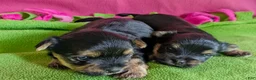 Yorkshire Terrier dogs for sale: Esme - Ad 3