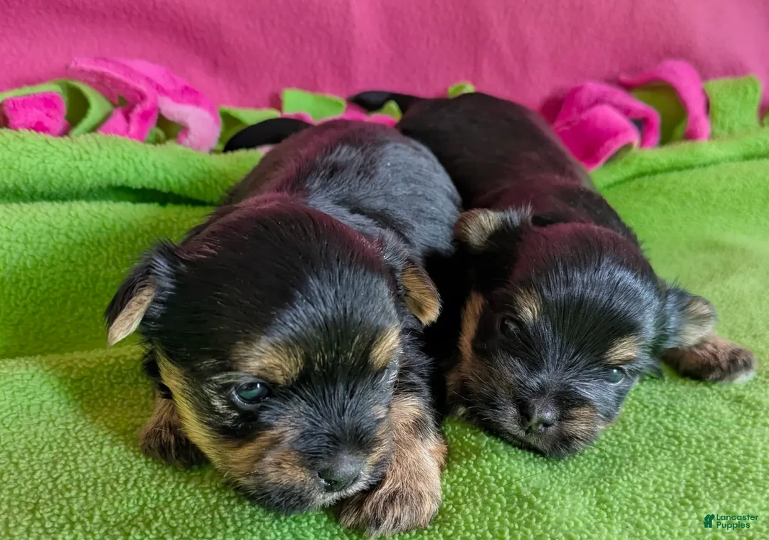 Yorkshire Terrier dogs for sale: Esme - Ad 3