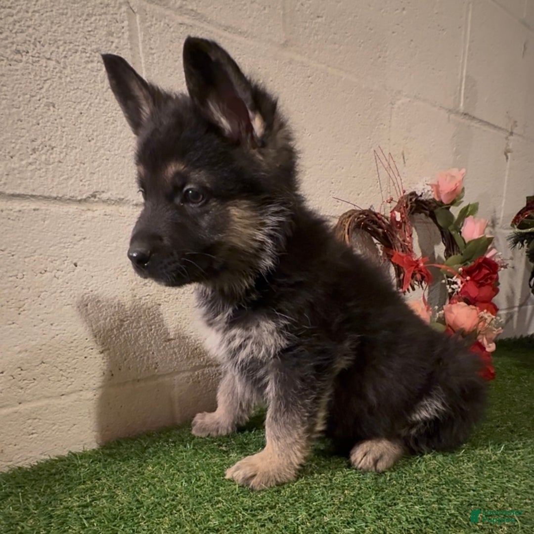 German Shepherd dogs for sale: SWAYZE - Ad 4