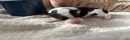 Wire Fox Terrier dogs for sale: Wire Fox Terrier 9 - Ad 2