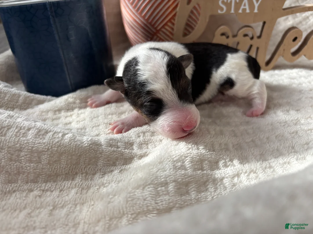Wire Fox Terrier dogs for sale: Wire Fox Terrier 9 - Ad 2