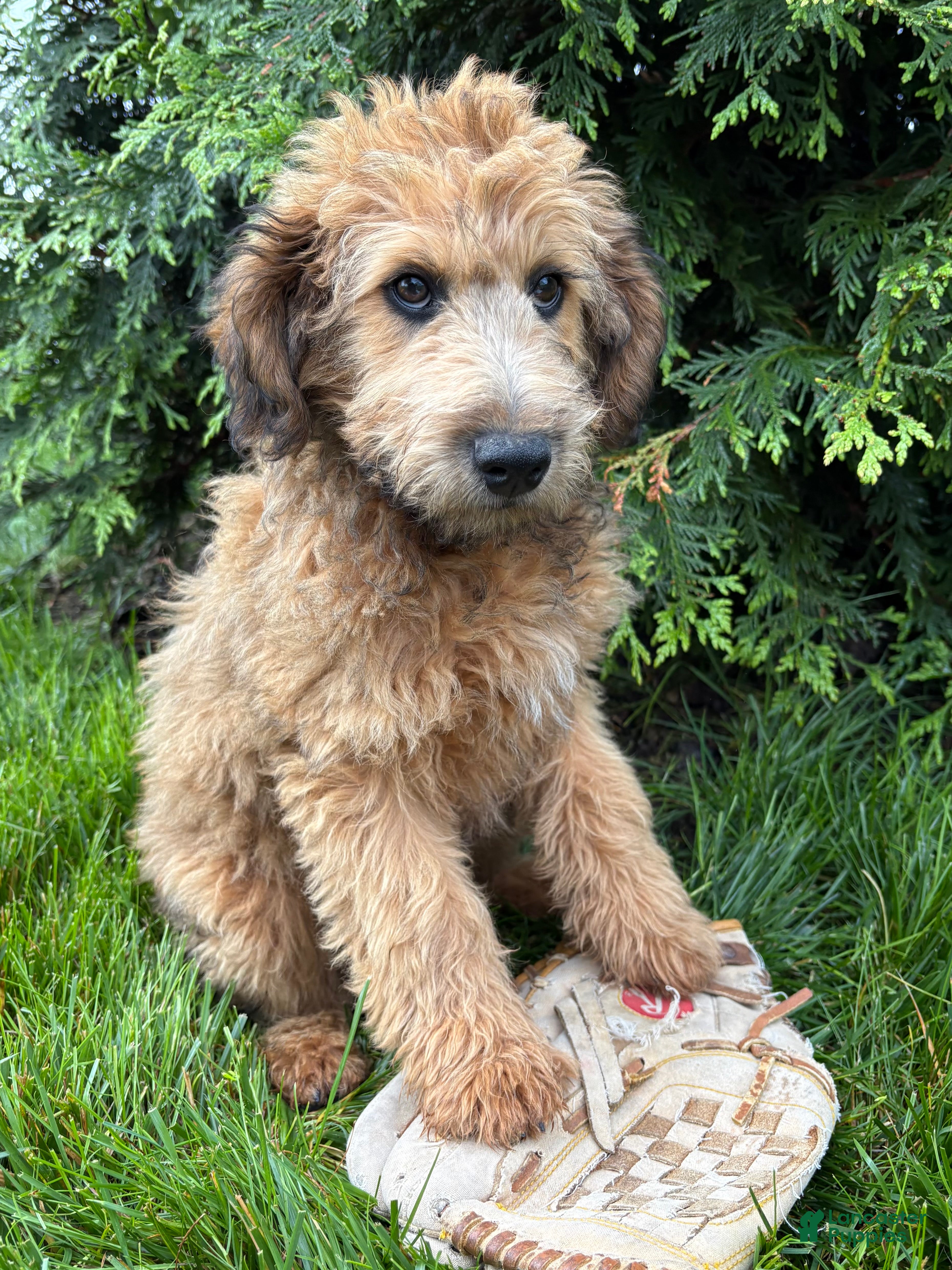 Whoodle dogs Dominic - Ad 2